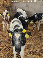 CALVES Wanted!!!
