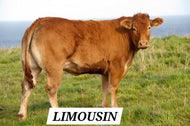 Store Cattle Wanted!!!, £1,700