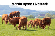 CATTLE for Sale